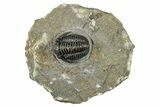 Curled Gerastos Trilobite Fossil - Morocco #277648-3